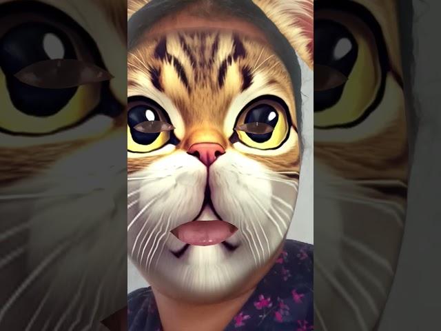  kitten meowing