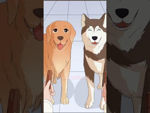 Dog Drama: They're All Actors, I Swear! #animation #shorts #dog