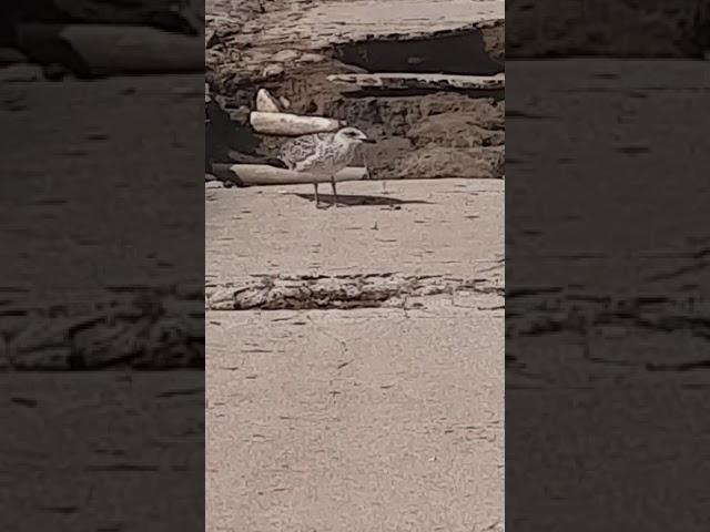 Gabbiani Livornesi