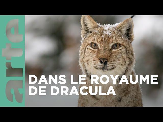 Transylvanie, un bestiaire fantastique | ARTE Family