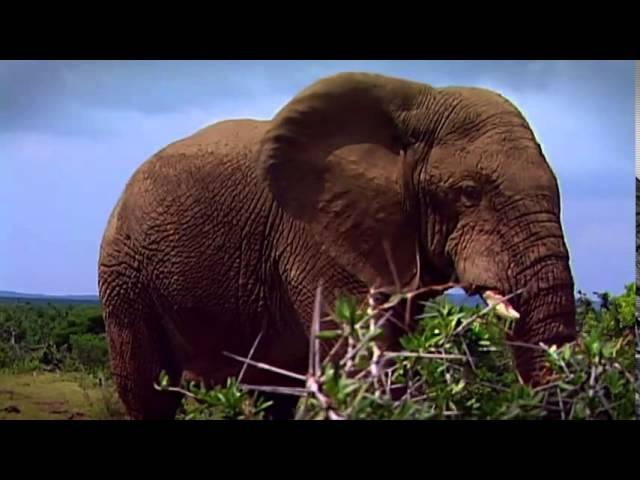 Pure Nature Specials   Are Elephants Headed Toward Extinction