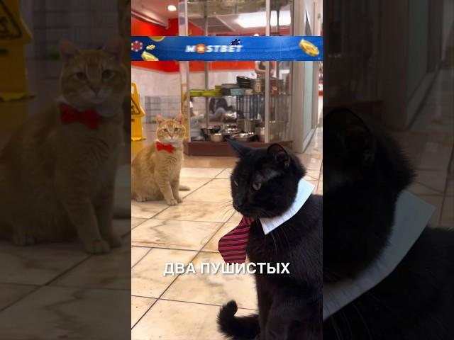 Котики - боссы ️ #истории #история #новости #новость #shorts