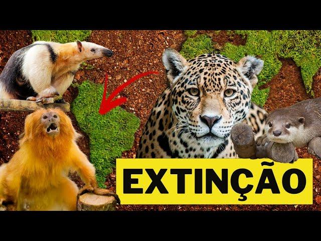 OS 5 ANIMAIS EM EXTINÇÃO NO BRASIL – ANIMAIS SELVAGENS BRASILEIROS EM EXTINÇÃO