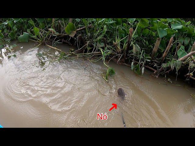 Không Ngờ Tới Hàng Khủng Nó Lại Vào Khu Vực Này | Kích Cá Miền Tây | Catch Fish