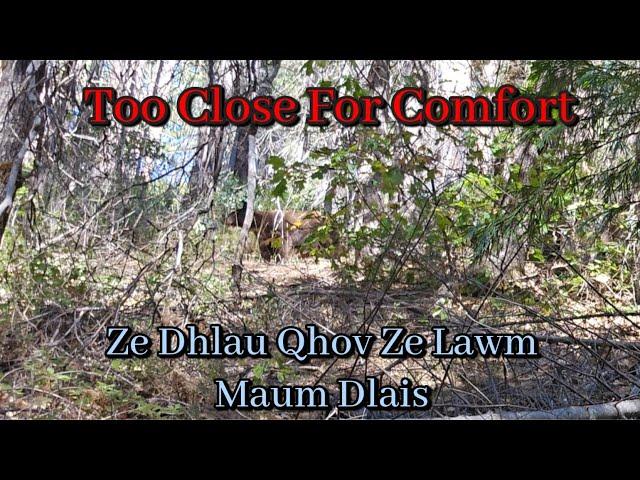 Close Encounter With Mama Bear & Cubs | Maum Dlais Coj Miv Nyuas Lug Ze Le Ze