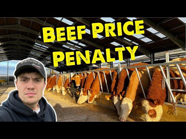 Strong Beef Price But Our Cattle Don’t Make The Grade  | Water Blow Out