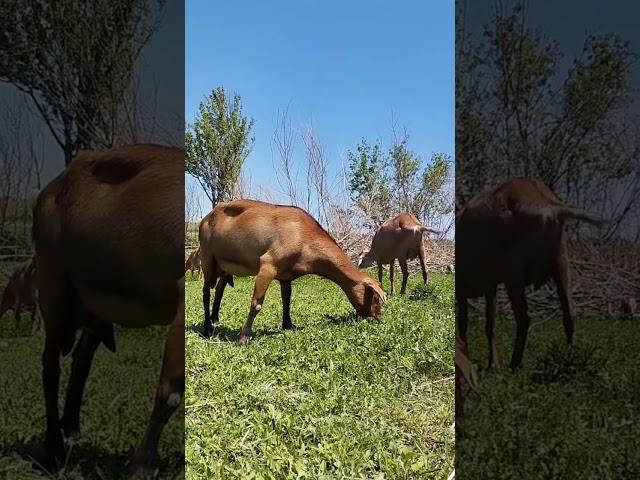 Лунная долина