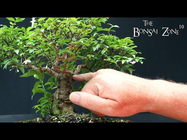 The First Work on My Water Jasmine, The Bonsai Zone, Aug 2023