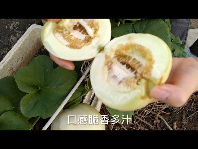 甜瓜种植全过程，只需掌握这2个技巧，单棵就结一大堆，学学