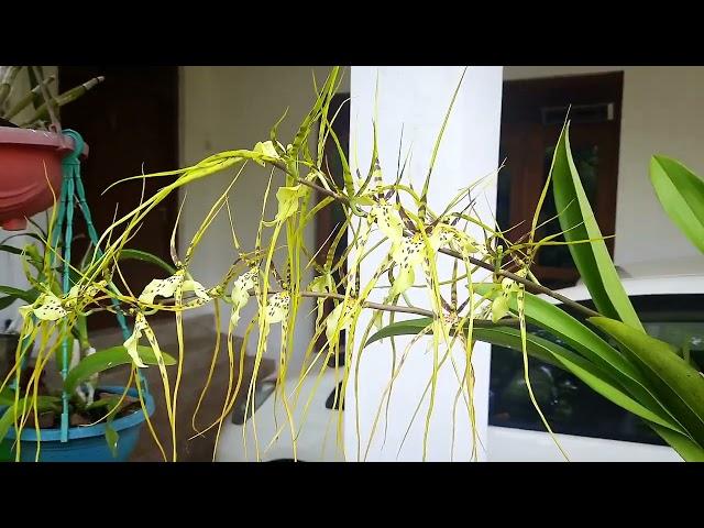 Oncidium makulata | Kandian dancer orchid | Orchid care | M&K