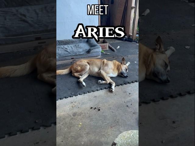 Show sweet old Aries some love 