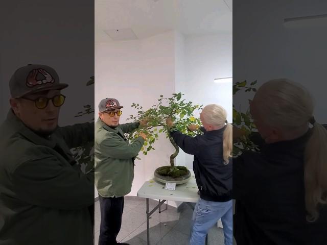 Что делать с этим деревом? @Studio.Bonsai  #shorts #garden #bonsai #plant