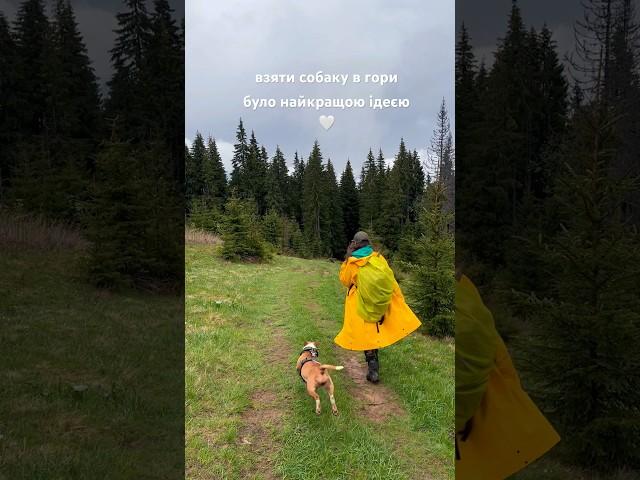 Подорож з собакою в гори - найкраще, що сталося зі мною цього літа Мій бультер’єр радіє не менше