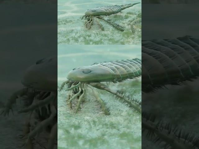 Eurypterus remipes - A Silurian Sea Scorpion