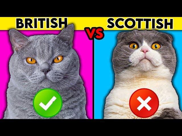 British Shorthair vs Scottish Fold - What You Need To Know