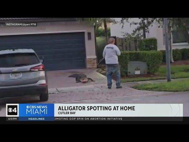 Alligator spotted at Cutler Bay home