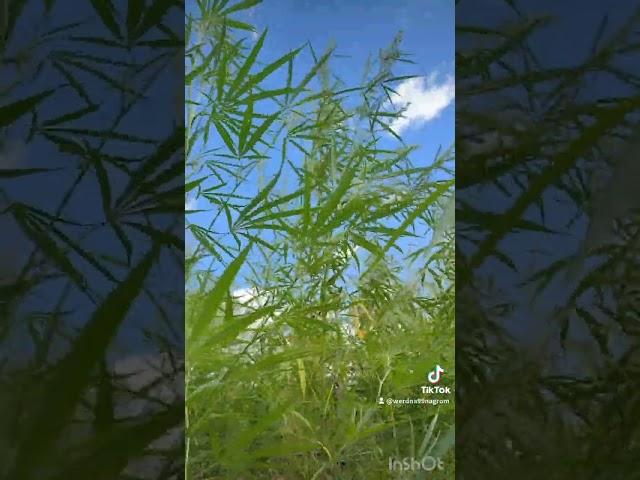 Kansas Ditch Weed