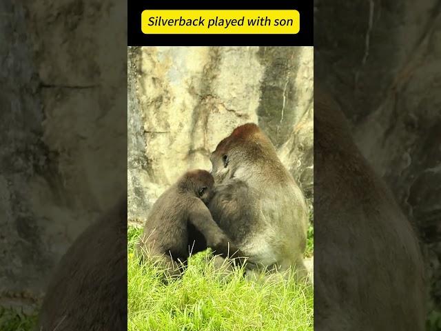 Silverback dealt with son~ #shorts #gorilla #ゴリラ #cute