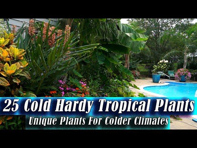 Cold Hardy Tropical Plants / Unique Plants For Cold Climates