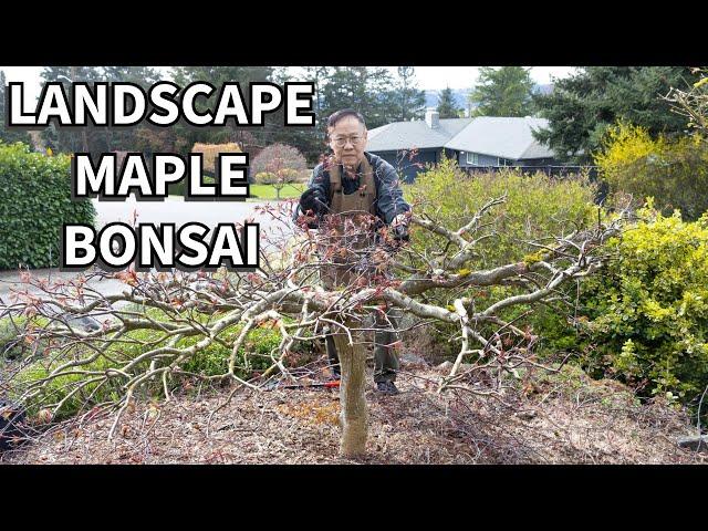 Styling a landscape maple tree as a bonsai!