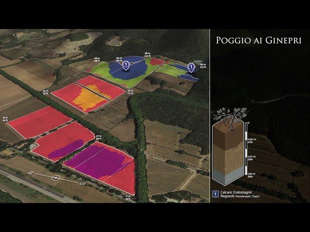 Tenuta Argentiera: Poggio ai Ginepri vineyards in 3D