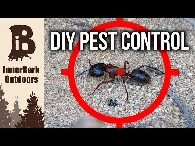 How to Get Rid of ANTS  | DIY Pest Control