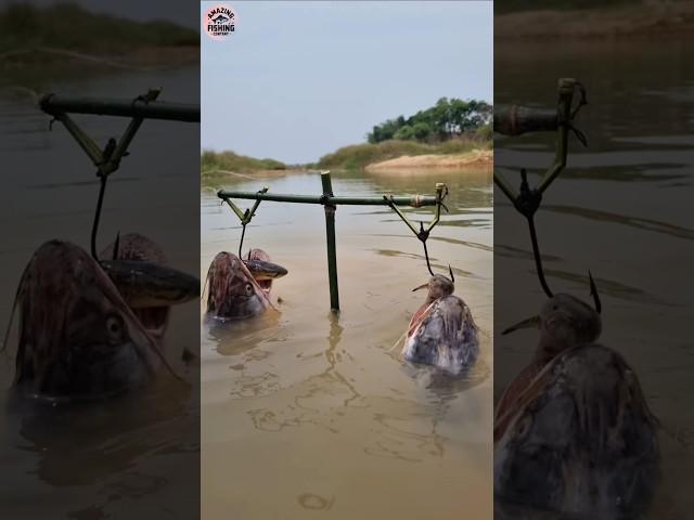 Unbelievable Fishing Trap Video | Challenge  Fishing Video | #challenge #shorts #fish #hook_fishing