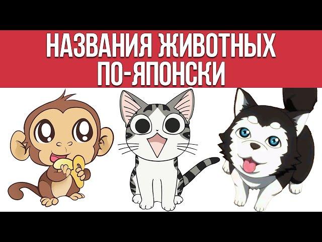 Названия животных по-японски || Японский для начинающих || Дарья Мойнич