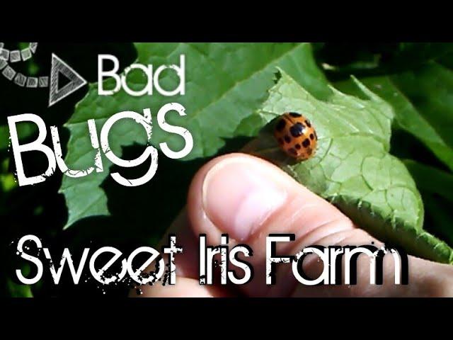 11 Common Garden Pests - Garden Pest Identification