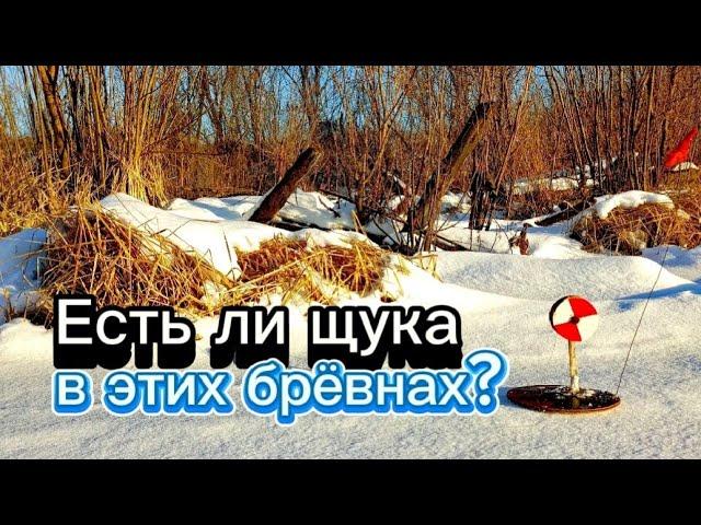 Поставил жерлицы в брёвнах. Есть там ЩУКА или нет?