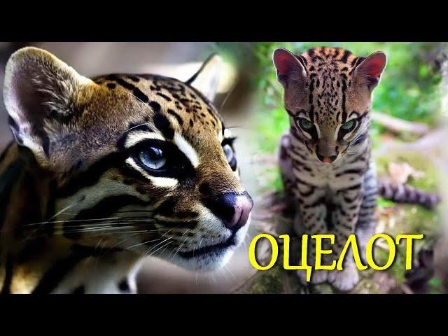 Красивая дикая кошка оцелот с хитрыми глазами на ушах