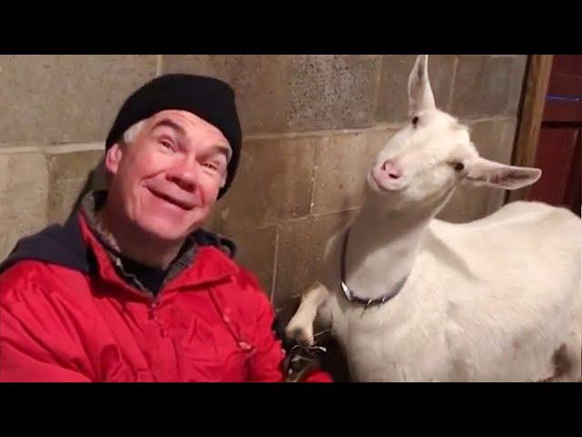 Funniest ANIMAL and HUMAN Videos 2024 will keep you LAUGH ALL DAY