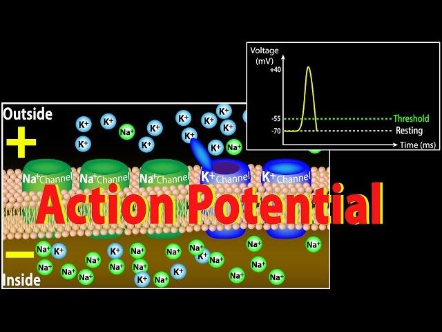 Action Potential in Neurons, Animation.