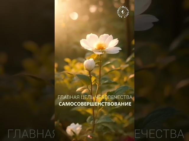 #БлагоВест  ГЛАВНАЯ ЦЕЛЬ ЧЕЛОВЕКА - САМОСОВЕРШЕНСТВОВАНИЕ