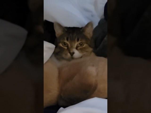 Mood.  #gizmosbestlife #cozycats #funnycatvideo