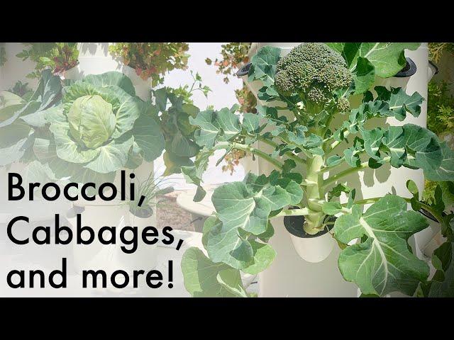 Tower Garden Brassica! Grow Mouthwatering Broccoli, Cabbage, Kohlrabi, Bok Choy, Kale, Arugula, etc.