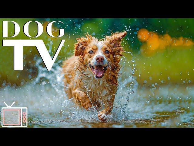 Dog TV: Relaxing Virtual Dogs Walks with Calming Music for Dog & Tranquil Nature Sounds - TV for Dog