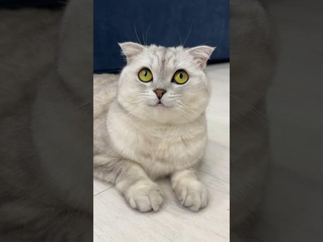  #cat #cats