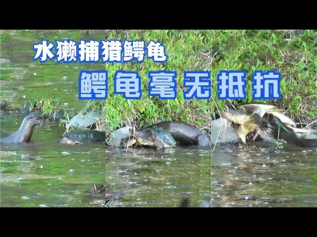 凶猛的水獭捕猎鳄龟,鳄龟全程毫无抵抗,最后被吃的只剩下空壳