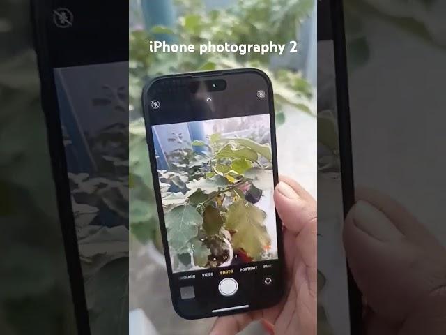 iPhone photography 2