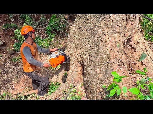 Cut Down Rain Trees Quickly and Easily ‼️