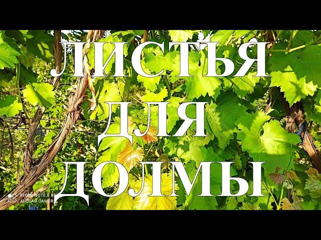 3 ПРОСТЫХ СПОСОБА.ЗАГОТАВЛИВАЕМ ЛИСТЬЯ ДЛЯ ДОЛМЫ #44