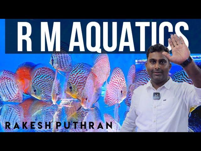 HIGH QUALITY DISCUS | R M AQUATICS | DISCUS FISH FOR SALE | DISCUS FISH | RAKESH PUTHRAN | DISCUS