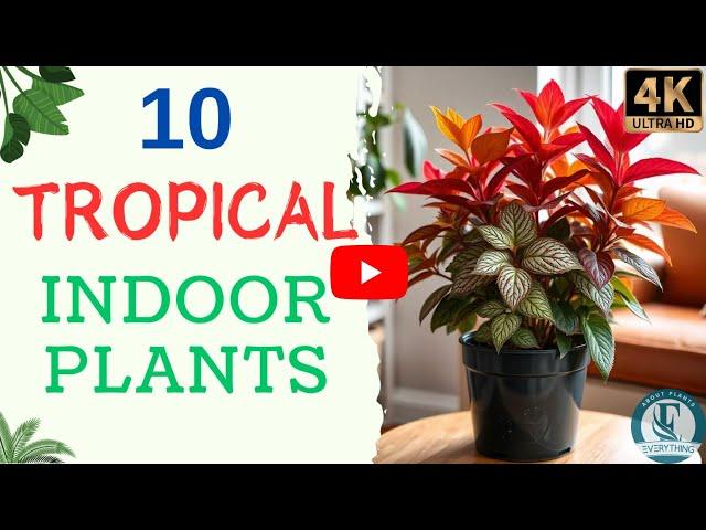 10 Tropical Indoor Plants | Best Tropical Houseplants | Easy To Grow Tropical Plants.