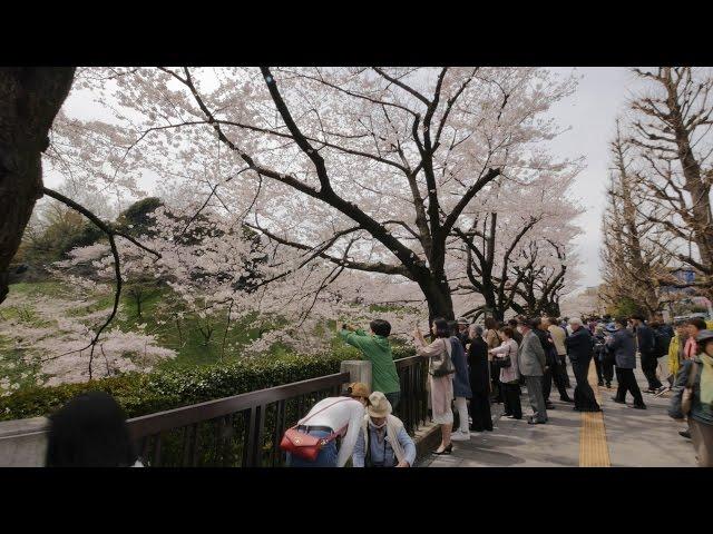 4K・ 【4K】Videowalk around Budokan - Sakura, more sakura, tons of sakura