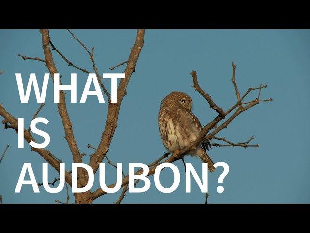 What is Audubon?