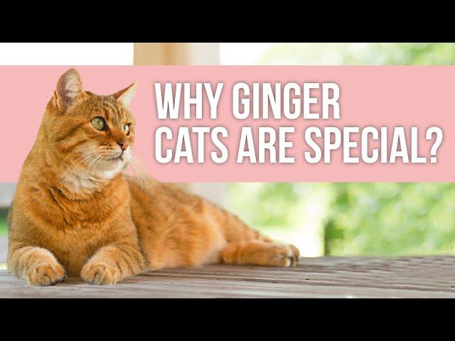 Why Ginger Cats are Special? | Facts about Orangs Cats