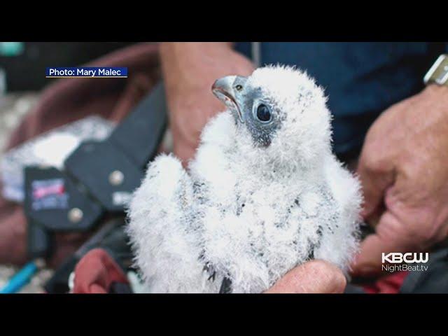 Baby Falcons Nesting In UC Berkeley's Campanile Prepare For Flight