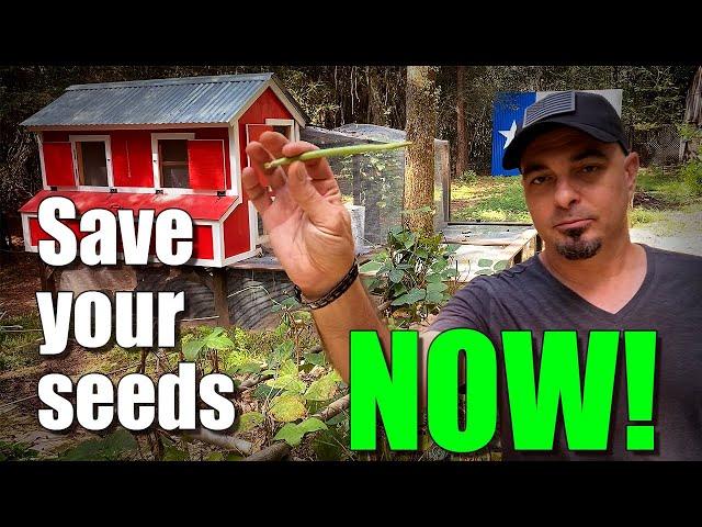 4 Easy ways to save seeds NOW for next season (plus BONUS)