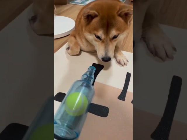 Shiba Inu tried to steal the tennis ball  #funnydogs #petstagram #shorts